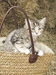 [318122] Juliste 30x40cm kissa kassissa