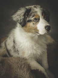 [318323] Juliste 60x80cm koira